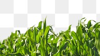 Corn leaves png border, transparent background