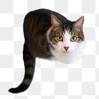 Cat png pet sticker, transparent background