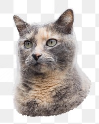 Cute cat png pet  sticker, transparent background