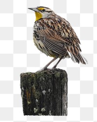 Eastern meadowlark bird  png sticker, transparent background