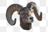 Bighorn sheep png animal sticker, transparent background