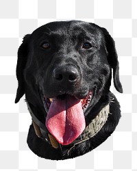 Black dog png pet sticker, transparent background