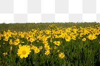 PNG yellow wildflowers border, transparent background