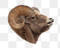 Bighorn sheep png animal sticker, transparent background