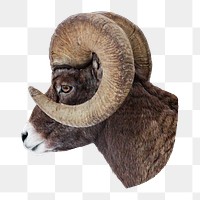 Bighorn sheep png animal sticker, transparent background