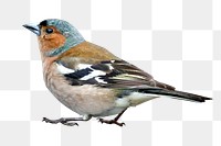 Chaffinch bird png animal  sticker, transparent background