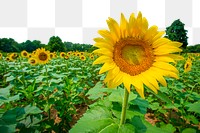 Sunflower field png border, transparent background