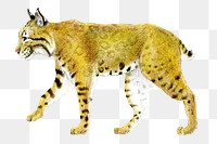 Bobcat png animal sticker, transparent background