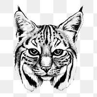 Bobcat Portrait png sticker, transparent background