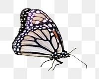 Monarch butterfly png sticker, transparent background