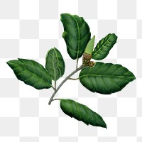 Leaf png sticker, transparent background