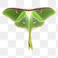 Luna moth png sticker, transparent background