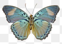 Blue butterfly png sticker, transparent background