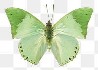 Green butterfly png sticker, transparent background