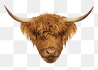 Highland cattle png sticker, transparent background