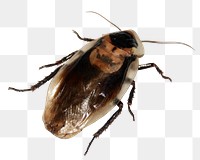 Cockroach insect png sticker, transparent background