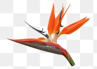 Bird of paradise png sticker, transparent background