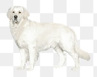 White golden retriever dog png sticker, transparent background