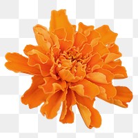 Marigold flower png sticker, transparent background