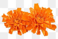 Marigold flower png sticker, transparent background