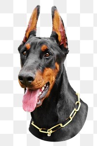Doberman dog png sticker, transparent background