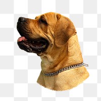 Tosa Inu dog png sticker, transparent background