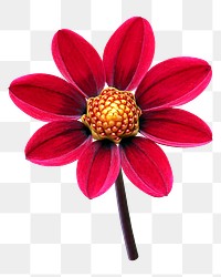 Red dahlia png sticker, transparent background