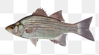 White bass fish png sticker, transparent background