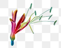 Eucrosia flower png sticker, transparent background