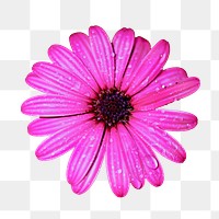 Pink gerbera png sticker, transparent background