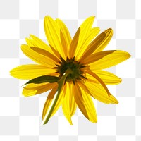 Png backside of sunflower sticker, transparent background