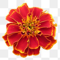 Marigold flower png sticker, transparent background