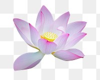 Lotus flower png sticker, transparent background