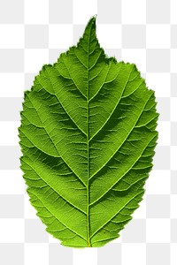 Leaf png sticker, transparent background