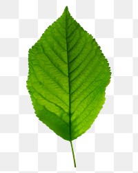 Leaf png sticker, transparent background