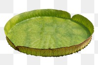 King lotus leaf png sticker, transparent background