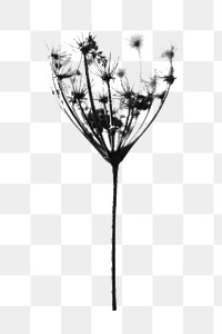 Dried flower png sticker, transparent background