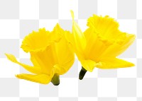 Yellow narcissus flower png sticker, transparent background