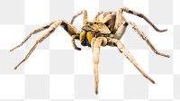 Armed spider insect png sticker, transparent background