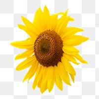 Sunflower png sticker, transparent background