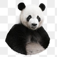 Panda bear wildlife png sticker, transparent background