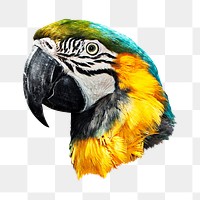 Macaw bird wildlife png sticker, transparent background