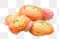 Orange ranunculus flowers png sticker, transparent background