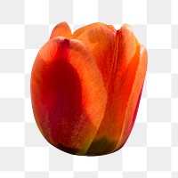 Red tulip png flower sticker, transparent background