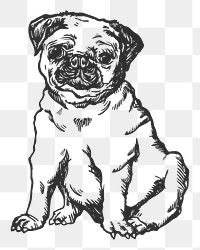 Pug dog png sticker, black & white illustration, transparent background