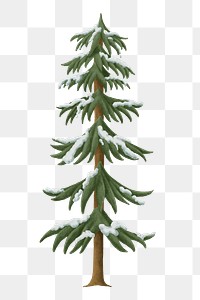 Snowy pine tree png sticker, Christmas illustration, transparent background