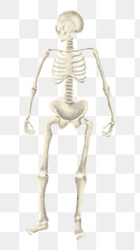 Human skeleton png sticker, festive Halloween illustration, transparent background