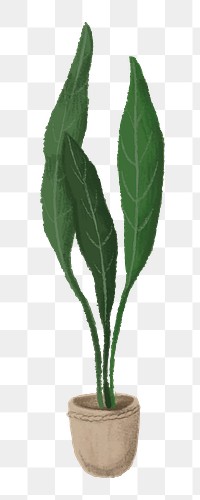 Aesthetic houseplant png sticker, transparent background