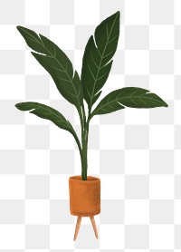 Aesthetic houseplant png sticker, transparent background