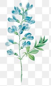 Blue sweet pea png vintage flower sticker, painting by Pierre Joseph Redouté on transparent background. Remixed by rawpixel.
